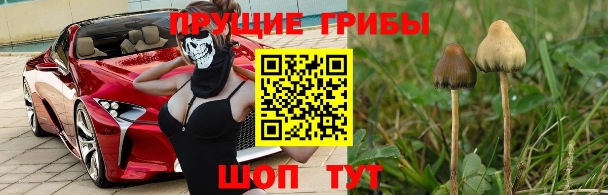 где купить наркотик  Галлюциногенные грибы мицелий  Вход с VPN  Нарткала 